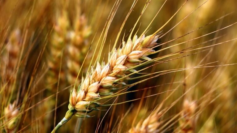 O papel da pesquisa no desenvolvimento do trigo no Brasil.