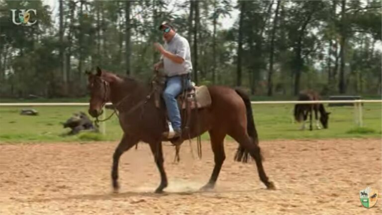 TV UC ensina a treinar o cavalo para perder a barriguinha