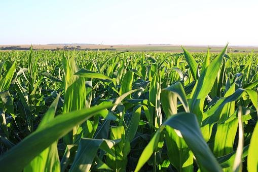 10 dicas para aumentar a produtividade na plantacao de milho