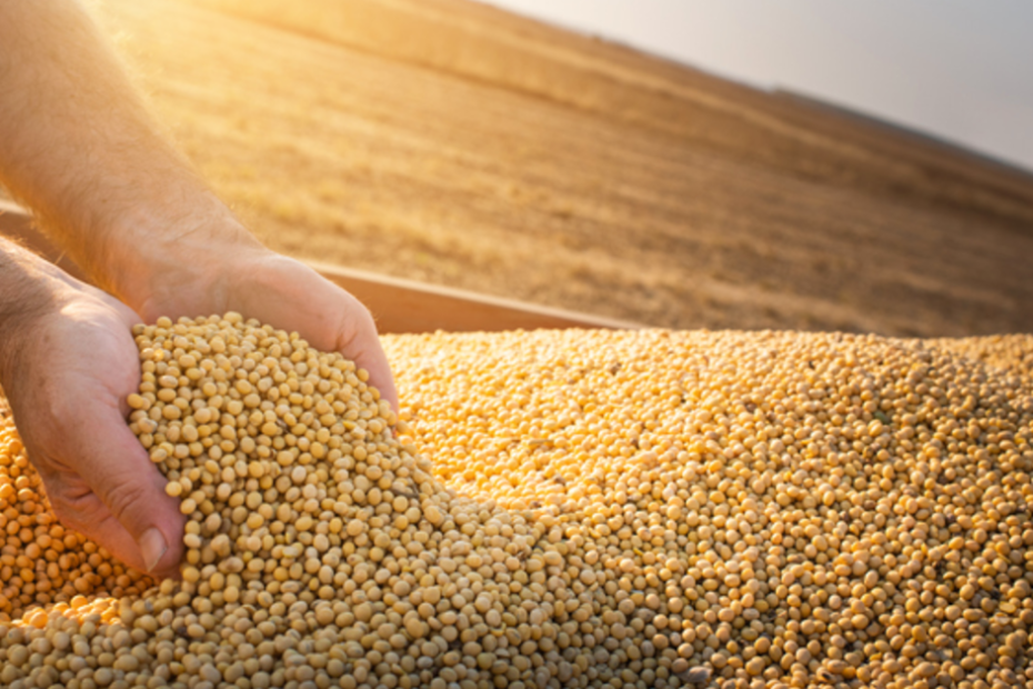 10ª estimativa para safra 2022/23 indica produção recorde de grãos • Portal DBO