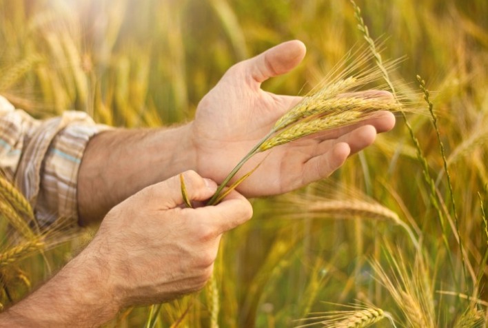 AGRO: Oeste e Sudoeste têm potencial para mais 447 mil ha para cultivo de trigo