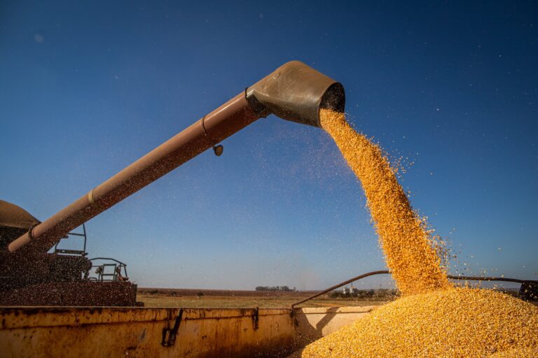 Colheita de milho de MT salta na semana e índice no Brasil vai a 40%