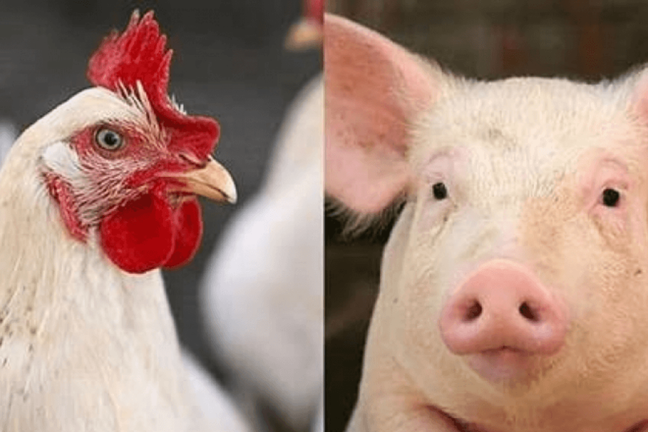 Custos de produção de suínos e de frangos de corte voltam a cair em junho/23 • Portal DBO