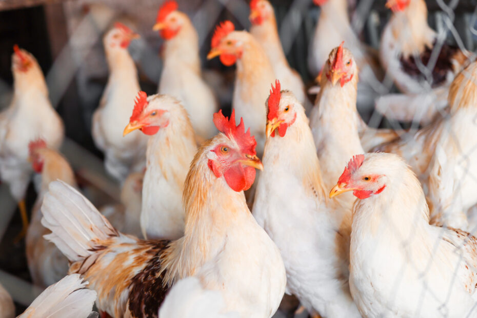 Gripe aviária: entidades lamentam suspensão japonesa da compra do frango de SC