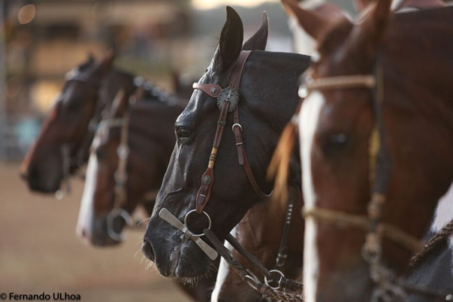 Palestras, provas e leilões acontecem na Nacional do Cavalo Mangalarga Marchador
