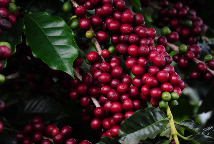 Produção mundial de café estimada em 171,3 milhões de sacas contempla 98,6 milhões de café arábica (57,5%) e 72,7 milhões de sacas de café robusta (42,5%) no ano-cafeeiro 2022-2023