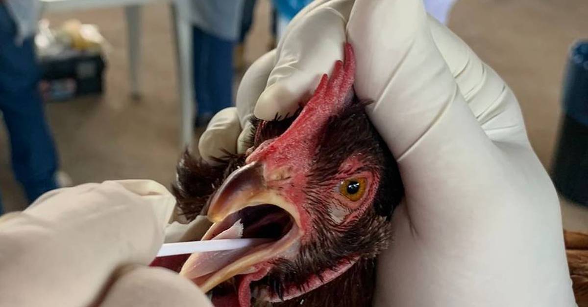 IMA treina todo o quadro de veterinários para atendimento em caso de suspeita de gripe aviária • Portal DBO