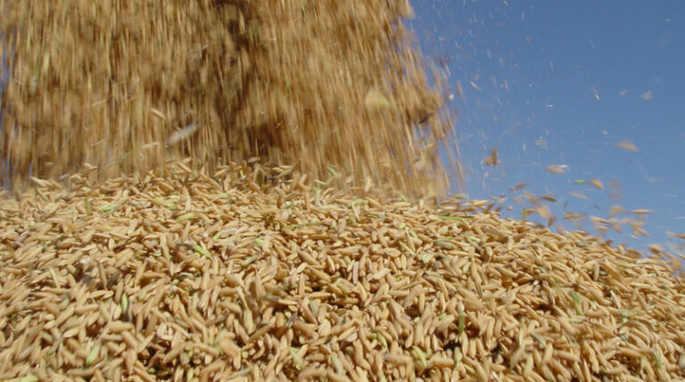 Cotação do arroz encerra julho com alta de 7%