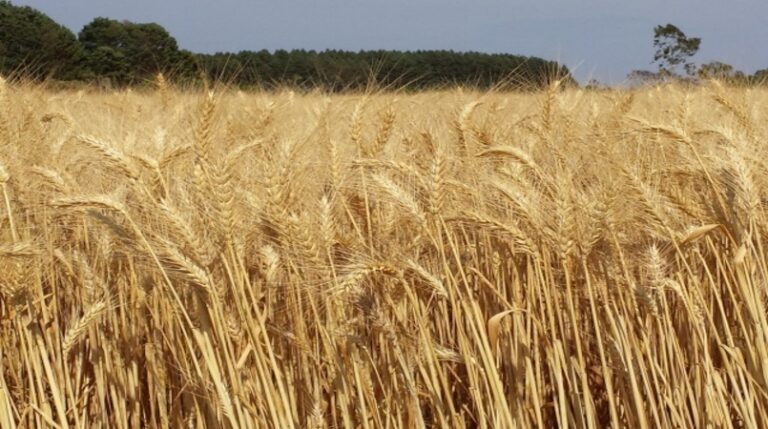 Cotações externas e internas do trigo recuam, diz Cepea