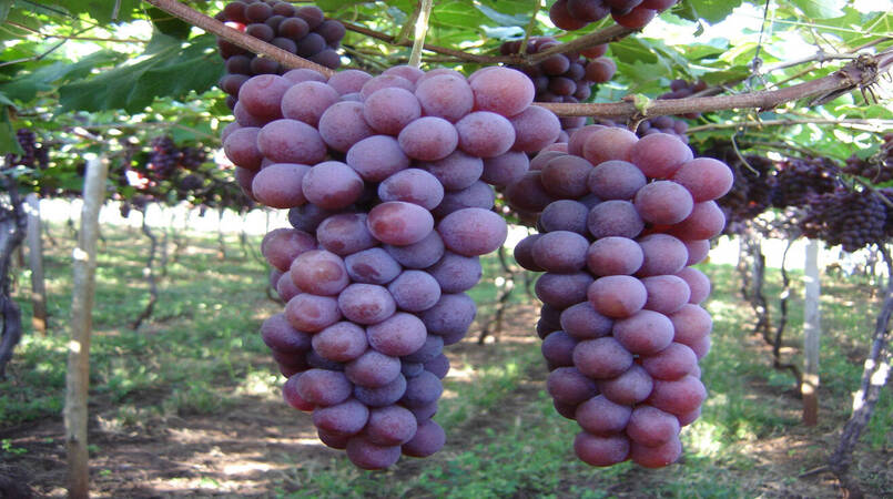 Falta de auditores agropecuarios ameaca exportacoes de uva para os