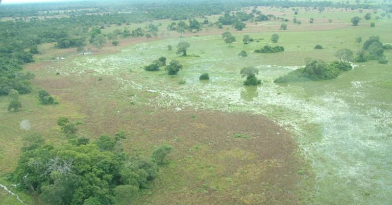 Governo de MS suspende licenças de supressão de vegetação nativa no Pantanal • Portal DBO