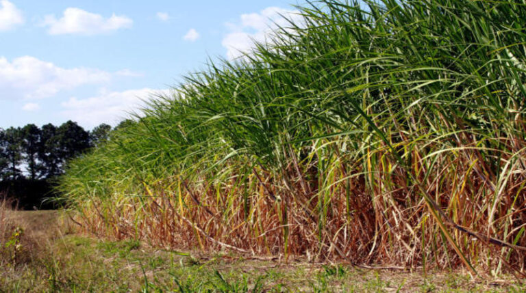 Safra de cana-de-açúcar 2023/24 é estimada em 652,9 milhões de toneladas