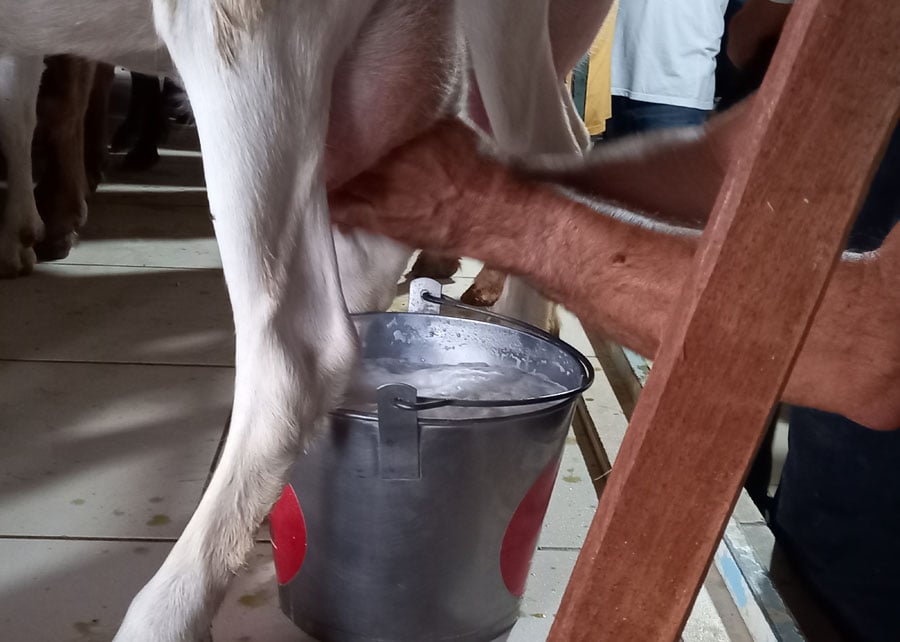 caprinocultura leiteira leite maira vergne