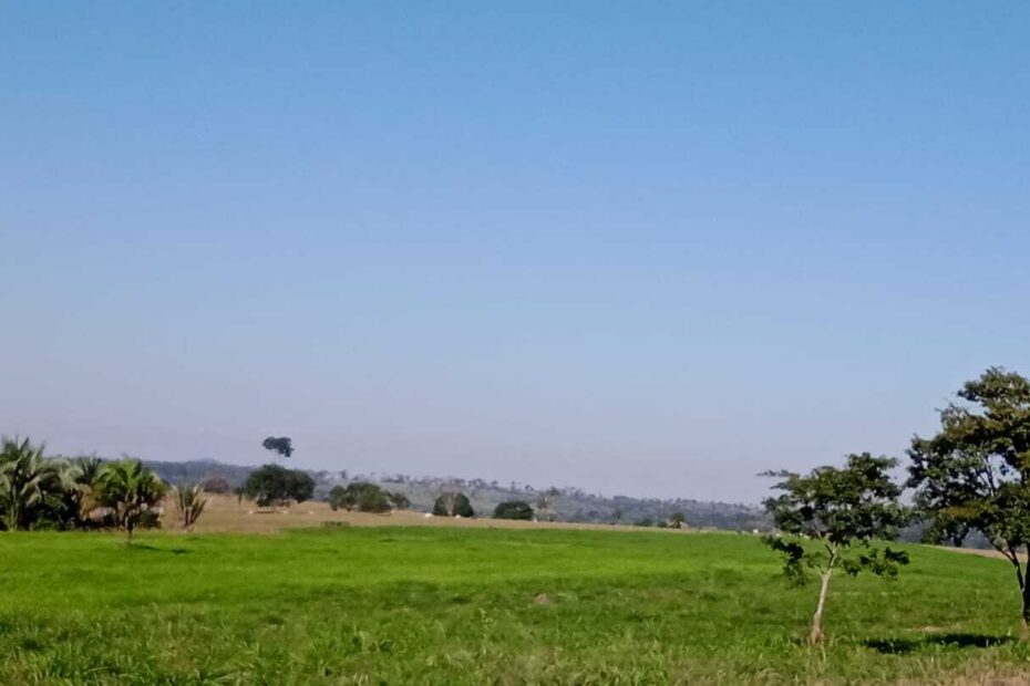 Pecuarista de Mato Grosso restaura pasto com 350t de alimentação para o gado