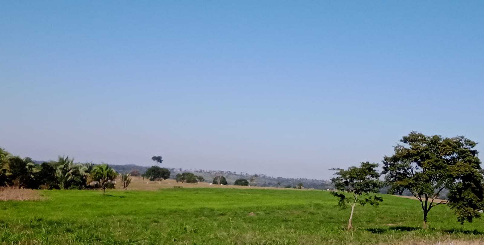 Pecuarista mato-grossense restaura pasto com 350t de ração para gado