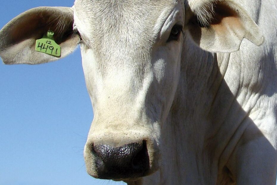 Rastreabilidade individual de bovinos e bubalinos é tema de reunião • Portal DBO