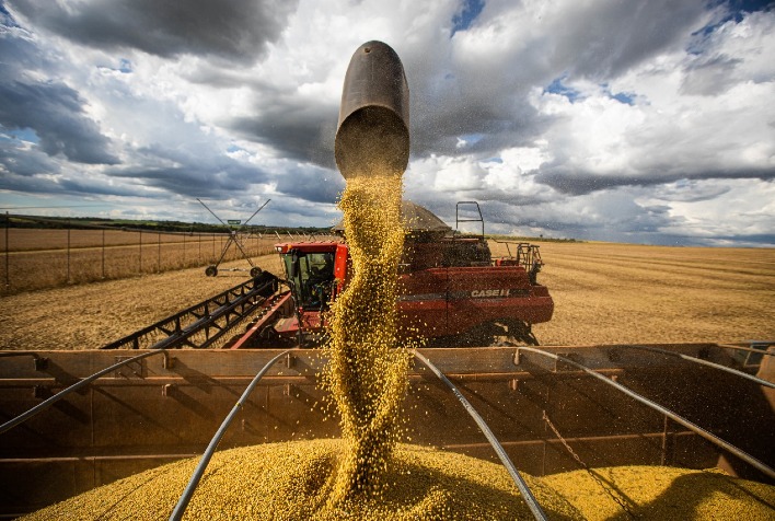 Safra de soja do Brasil deve bater recorde de 163,6 milhões de toneladas