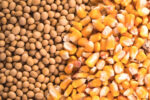StoneX reduz estimativas para safras de milho e soja dos