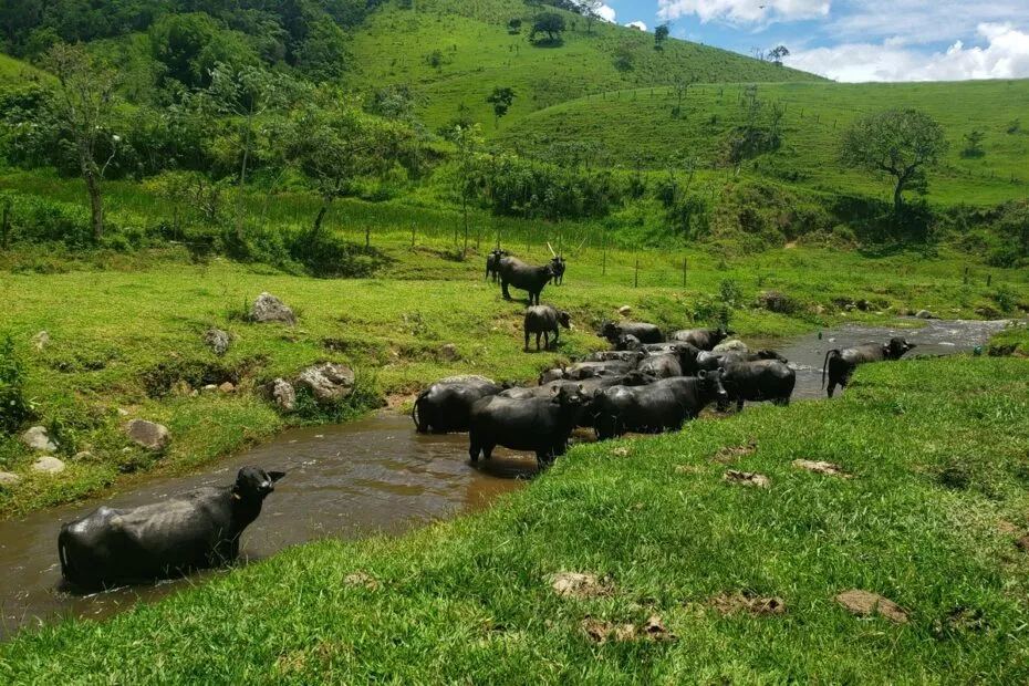 Criação de búfalas já é estratégica na economia do Vale do Ribeira | Pecuária
