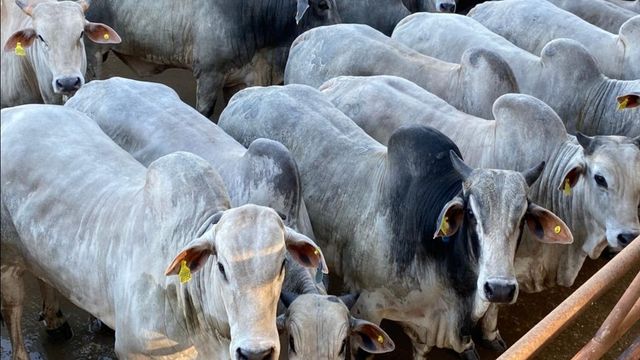 Preço do boi acumula queda de 27% e sindicato quer segurar gado para forçar alta da arroba