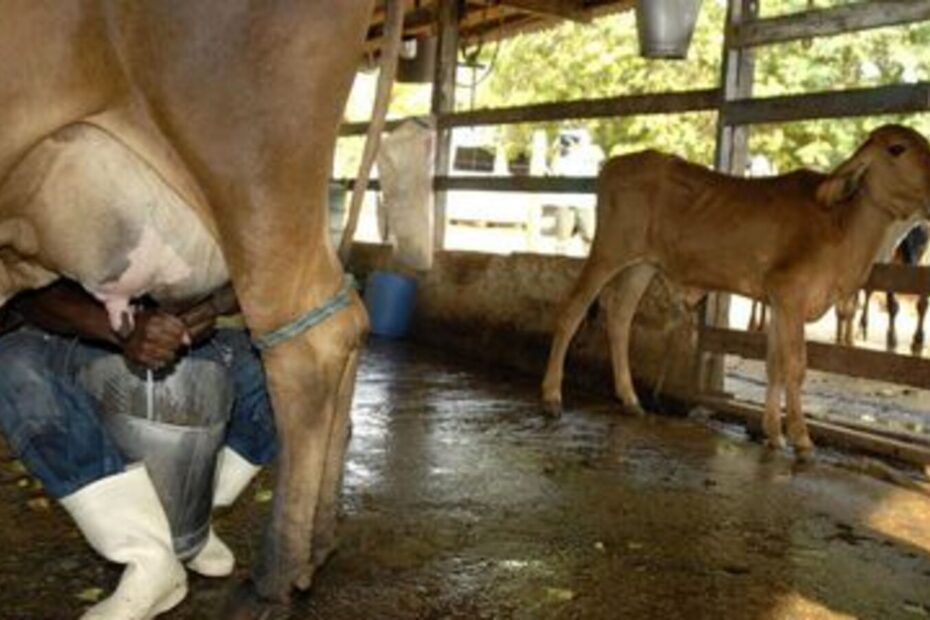 Preço do leite de vaca cai pelo 4º mês consecutivo