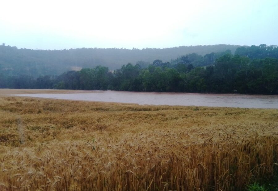 Prefeitura Municipal de Erechim - Prejuízos na agricultura devido ao excesso de chuvas passam de R$ 21 milhões em Erechim