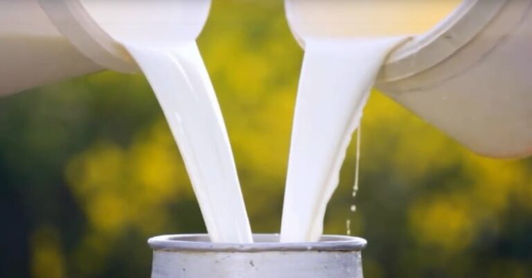 Custo de produção de leite tem alta de 0,3% em setembro
