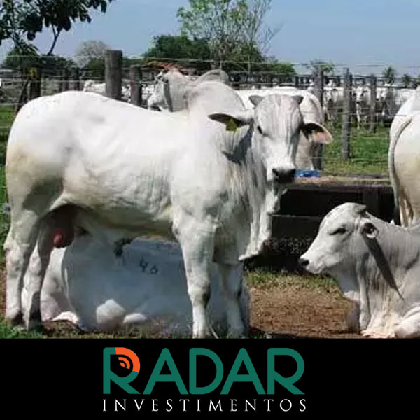 Radar Investimentos: Preços da arroba do boi gordo voltaram a subir em São Paulo