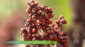 Sorgo supera culturas tradicionais e é alternativa para produtores de Ribeirão Preto - R7.com