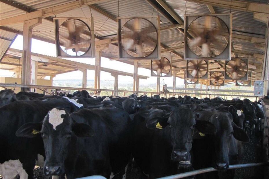 Qualidade da ventilação e desempenho de vacas leiteiras