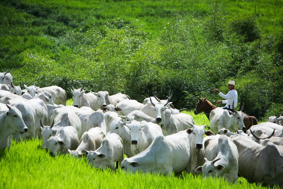 Abate de bovinos atinge maior patamar desde 2013 | Boi