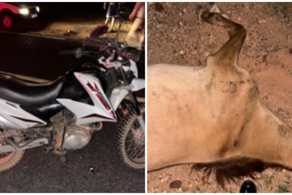 Condutor fica ferido ao bater moto em cavalo na LMG-655 | Grande Minas
