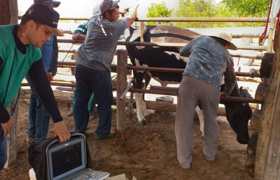 Segunda etapa do Programa Mais Pecuária Brasil beneficia 7 produtores em Campo Grande do Piauí – Cidades na Net