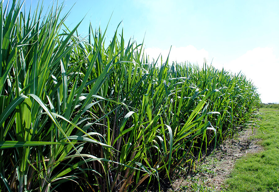Novo bioinsumo aumenta em até 20% a produtividade da cana-de-açúcar