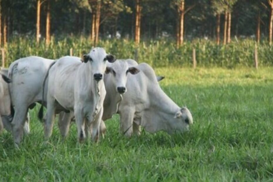 INDICADORES: preço do boi gordo inicia a quarta-feira (15) com queda de 1,41% - Brasil 61