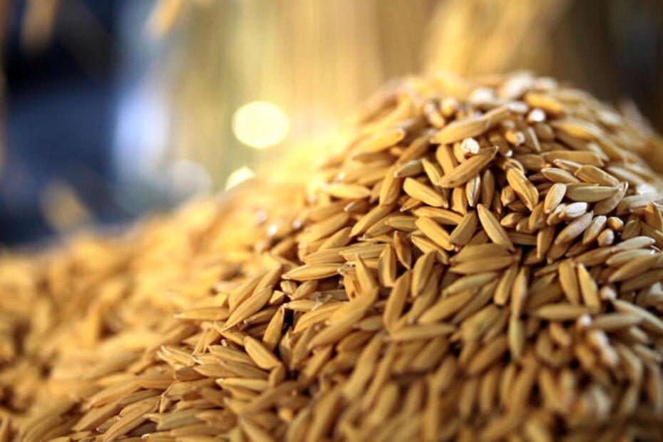 Brasil busca liberação de exportação de gergelim, arroz e sorgo para a China — CompreRural