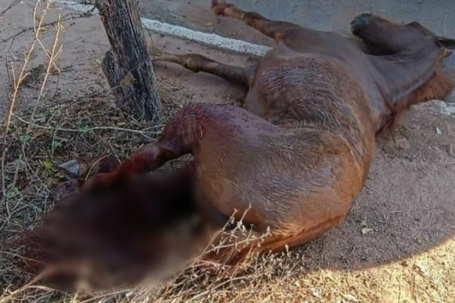Após denúncia de maus-tratos, cavalo é encontrado com patas quebradas e morre em MG | Grande Minas
