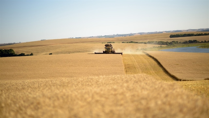 Condições climáticas continuam impactando colheita de trigo