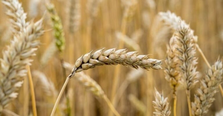 Conab comercializa mais de 160 mil t de trigo em segundo leilão