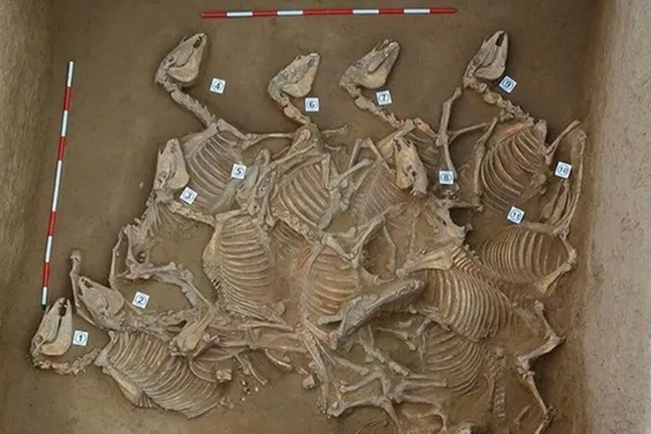 Covas na China têm 120 esqueletos de cavalos sacrificados na Idade do Bronze | Arqueologia