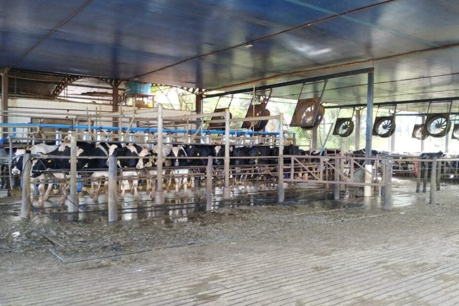 Curva de lactação em vacas leiteiras: conceito e importância