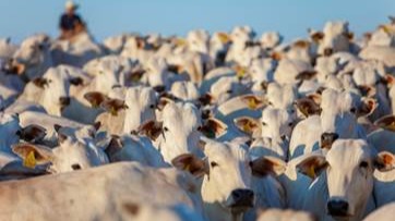 Desoneração do PIS/Cofins em suplementos nutricionais para bovinos de corte e de leite pode elevar o PIB brasileiro em quase 1%