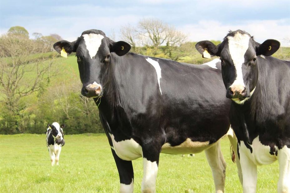 Gerenciamento da dor no bem-estar e produtividade das vacas