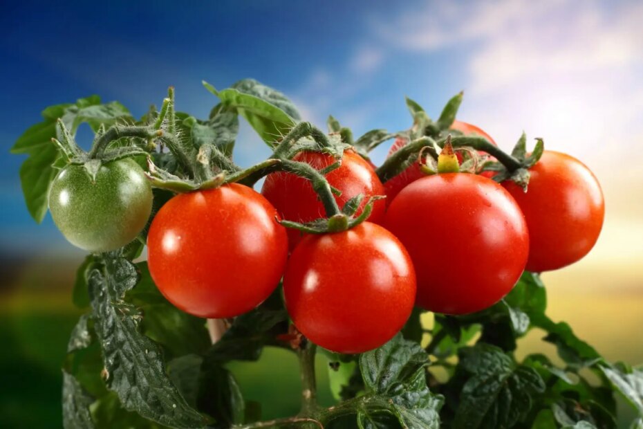 Horta,nunca plante essas hortaliças ao lado do tomate: elas comprometem a colheita