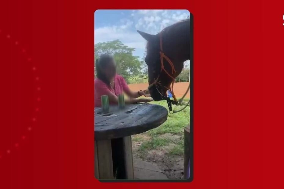 Mulher grava vídeo dando cerveja a cavalo e acaba multada em R$ 3 mil por maus-tratos, em Pirapozinho; veja a cena | Presidente Prudente e Região