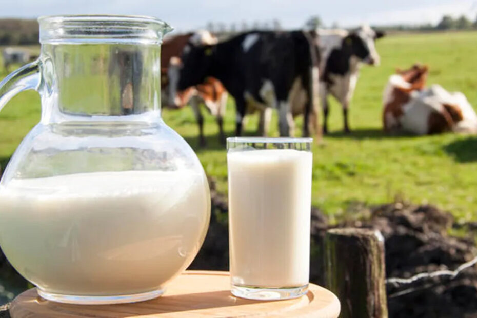 Chuvas em excesso causaram perdas na produção de leite no RS