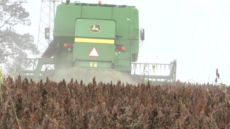 Produtores paranaenses investem em sorgo como alternativa ao milho na segunda safra; conheça o cereal | Caminhos do Campo