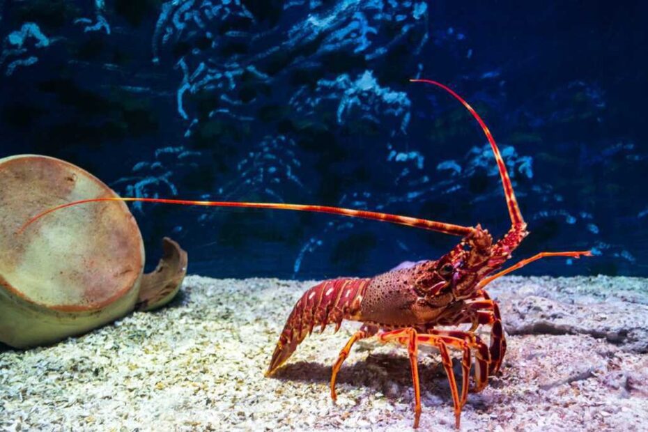 Pesca da lagosta está proibida no Brasil até 30 de abril | Peixe