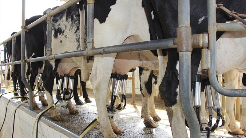 Patrocínio produziu quase 165 milhões de litros de leite em 2022, divulga IBGE
