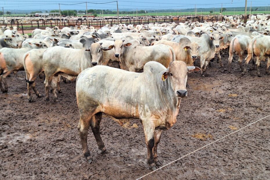 Seca e ciclo pecuário preocupam produtores de bezerro em Goiás | Boi